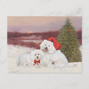 Bichon Frise Weihnachten