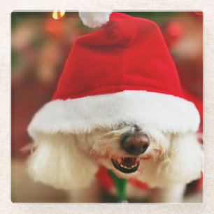 Bichon Frise Welpe, der Sankt-Kostüm trägt Glasuntersetzer