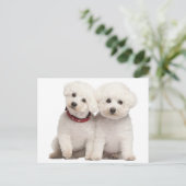 Bichon Frise Welpe Doppy Blank Post Card Postkarte (Stehend Vorderseite)