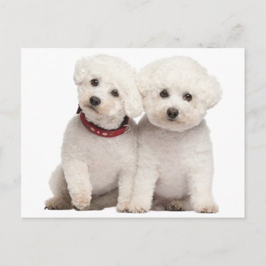 Bichon Frise Welpe Doppy Blank Post Card Postkarte (Vorderseite)