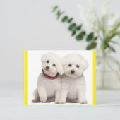 Bichon Frise Welpe Doppy Blank Post Card Postkarte (Stehend Vorderseite)