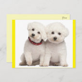 Bichon Frise Welpe Doppy Blank Post Card Postkarte (Vorne/Hinten)