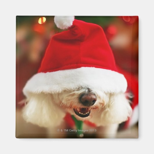 Bichon Frise-Welpe mit Santa-Kostüm Magnet (Vorne)