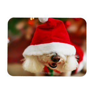 Bichon Frise-Welpe mit Santa-Kostüm Magnet