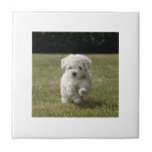 Bichon Frise Welpen-Fliese Fliese (Vorderseite)