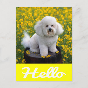 Bichon Frise Welpen-Hund Hallo Grußpostkarte Postkarte