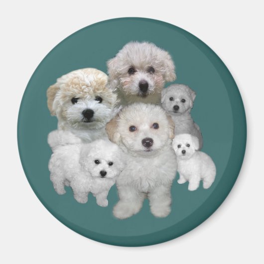 Bichon Frise Welppies Magnet (Vorne)