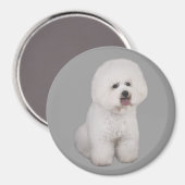 Bichon Frise Wertvoll Magnet (Vorderseite/Rückseite)
