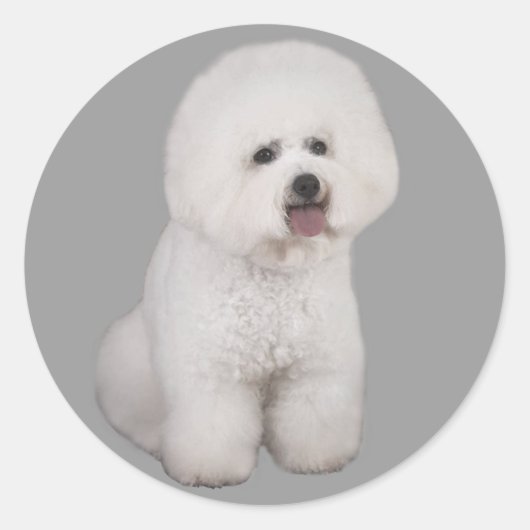 Bichon Frise Wertvoll Sticker (Vorderseite)