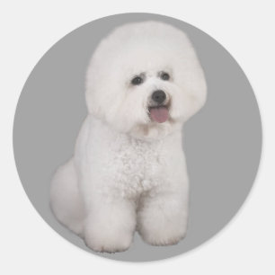 Bichon Frise Wertvoll Sticker