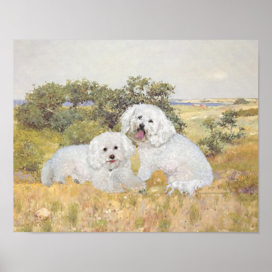 Bichon Frise Wiesenblick Poster (Vorne)