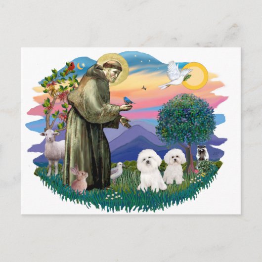 Bichon Frise (zwei) Postkarte (Vorderseite)