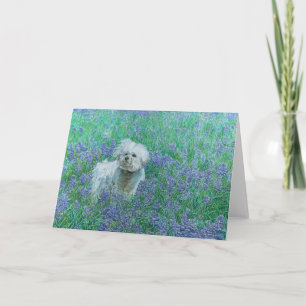Bichon in Bluebonnets Grußkarte Karte