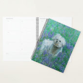 Bichon in Bluebonnets Grußkarte Planer (Anzeige)