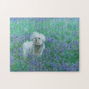 Bichon in Bluebonnets Puzzle