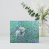 Bichon in der Blueonnets-Postkarte Postkarte (Stehend Vorderseite)
