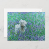 Bichon in der Blueonnets-Postkarte Postkarte (Vorne/Hinten)