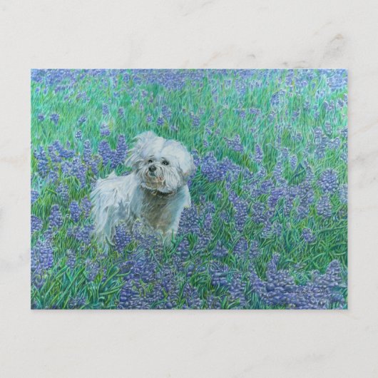 Bichon in der Blueonnets-Postkarte Postkarte (Vorderseite)