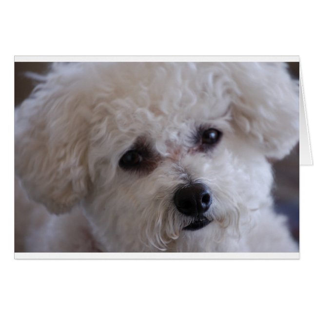 Bichon nah (Vorderseite (Horizontal))