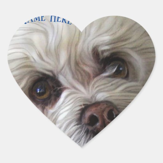 Bichon Poodle Maltese PeekaBoo Sticker (Vorderseite)