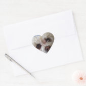 Bichon Poodle Maltese PeekaBoo Sticker (Umschlag)