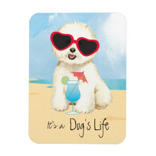 Bichon-Sommerbrand Magnet
