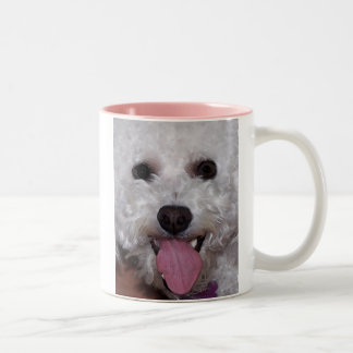Bichon stellen gegenüber zweifarbige tasse