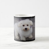 bichon Tasse (Mittel)
