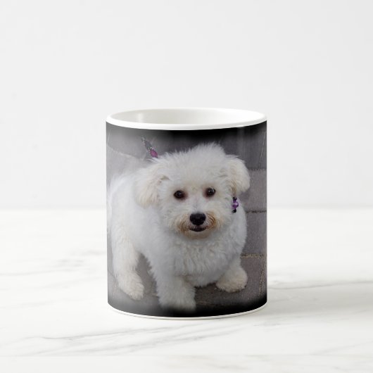 bichon Tasse (Mittel)