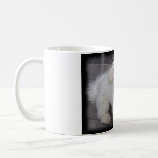 bichon Tasse (Links)