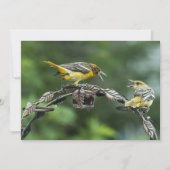 Bickering Orioles - Jeder Anlass-Note-Karte (Vorderseite)