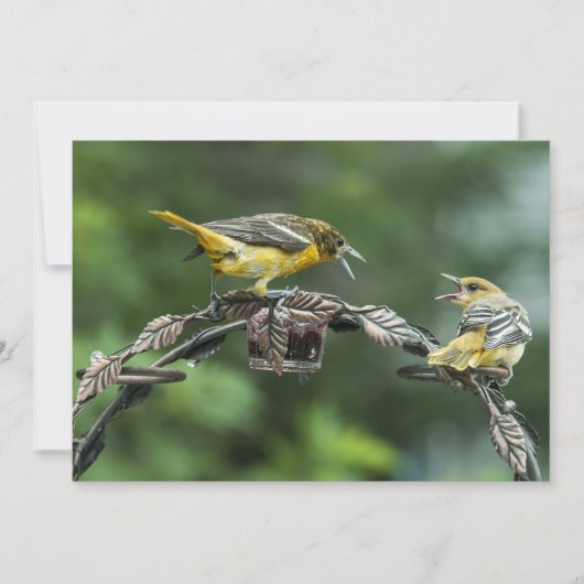 Bickering Orioles - Jeder Anlass-Note-Karte (Vorderseite)