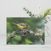 Bickering Orioles - Jeder Anlass-Note-Karte (Stehend Vorderseite)