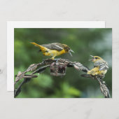 Bickering Orioles - Jeder Anlass-Note-Karte (Vorne/Hinten)