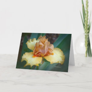 Bicolor Iris (Tan & Gelb) Karte