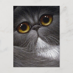 BICOLOR PERSIAN CAT Postkarte
