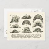 Bicorne hats postkarte (Vorne/Hinten)