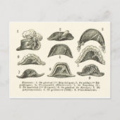 Bicorne hats postkarte (Vorderseite)