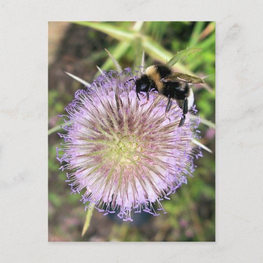 BIE UND BLUME POSTKARTE (Vorderseite)