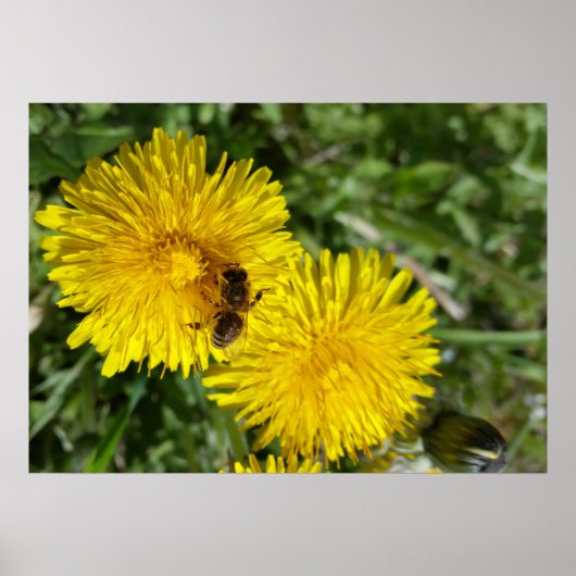 Biene am Arbeitsplatz Poster (Vorne)