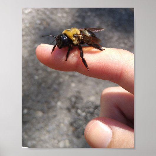 Biene an einem Finger Poster (Vorne)