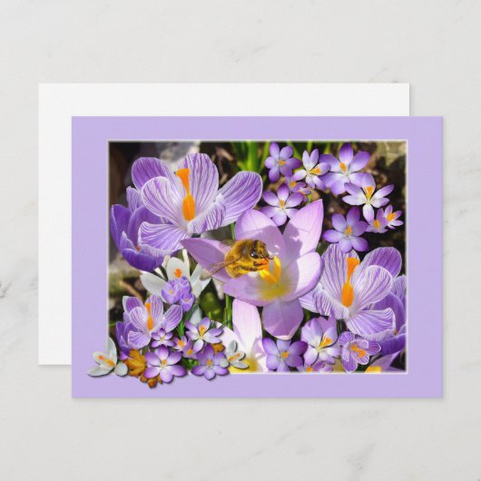 Biene Ansammlung Nectar von Crocus Blume Postkarte (Vorne/Hinten)