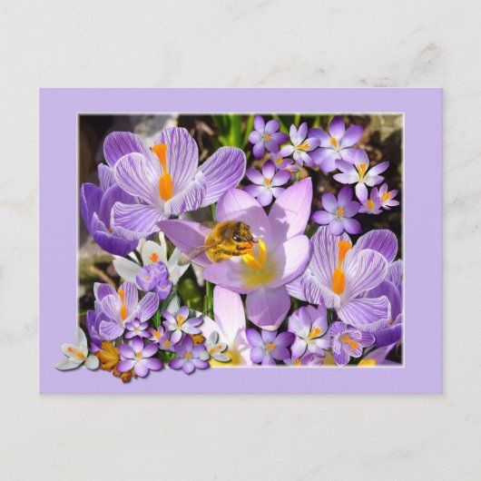 Biene Ansammlung Nectar von Crocus Blume Postkarte (Vorderseite)