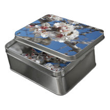Biene auf Almond Blossom