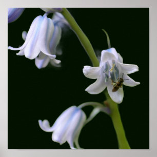 Biene auf Blauglockenblüte Nahaufnahme Poster