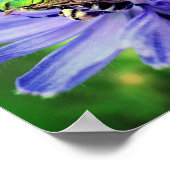 Biene auf Chicorée-Blume Nah Poster (Ecke)