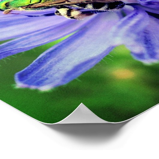 Biene auf Chicorée-Blume Nah Poster (Ecke)