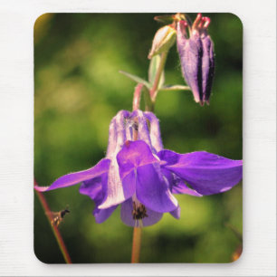 Biene auf Columbine-Blume Mousepad