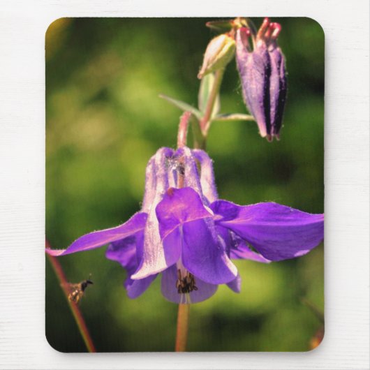 Biene auf Columbine-Blume Mousepad (Vorne)