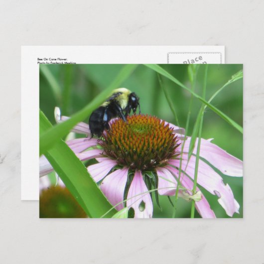 Biene auf Cone-Blume Postkarte (Vorne/Hinten)